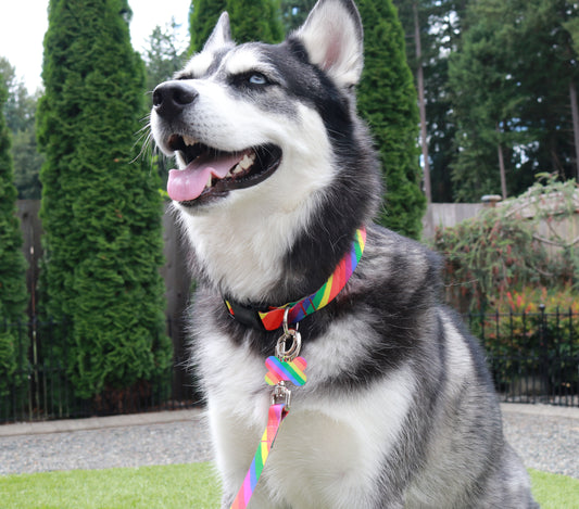 Pride Rainbow Collar