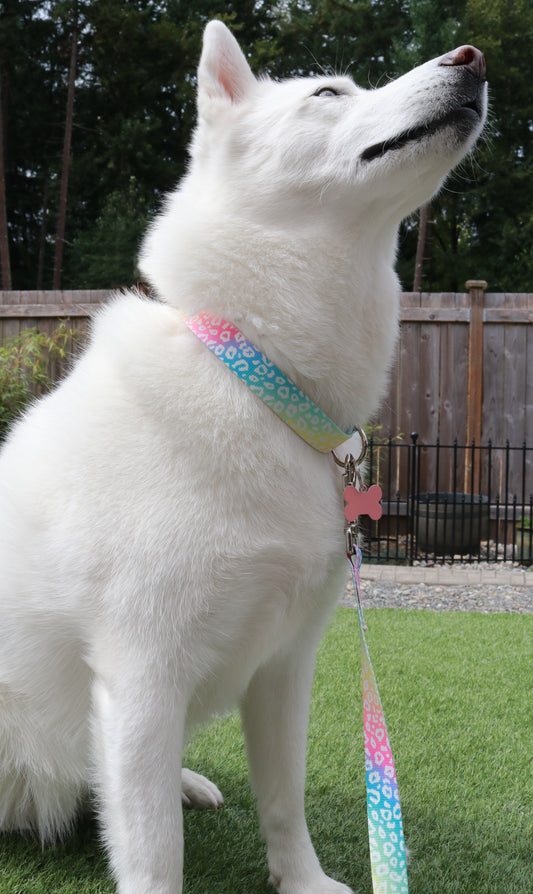 Rainbow Leopard Collar
